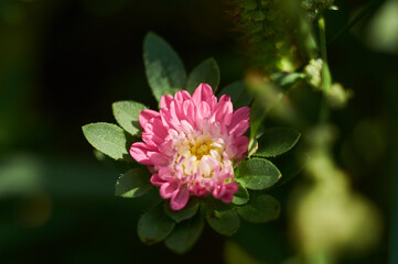 pink aster