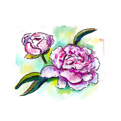 Pink peonies with black graphic outlines. Watercolor painting.