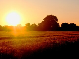 Fototapeta na wymiar Sonnenuntergang im Feld