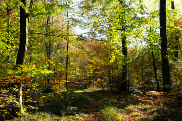 Waldweg in herbstlichem Wald - Stockfoto