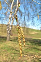 birch blossoms