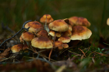 mushrooms in the forest