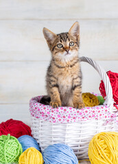 Fototapeta na wymiar Cute kitten with colorful wool balls
