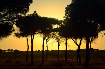 Pinares de Mazagón, Huelva
