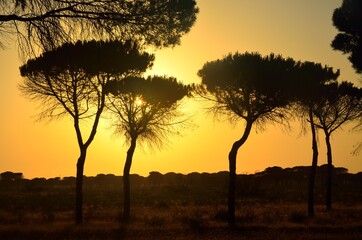 Fototapeta premium Pinares de Mazagón, Huelva