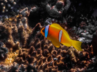 Fototapeta na wymiar single twoband anemonefish at corals large view