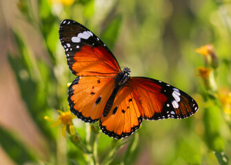 Fototapeta na wymiar Sultan butterfly on plant ; Danaus chrysippus butterfly