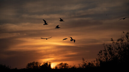 Grupa ptaków na tle nieba w zachodzącym słońcu