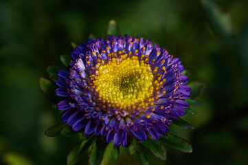 violet aster