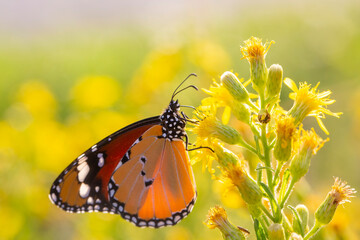 Sultan butterfly on plant ; Danaus chrysippus butterfly