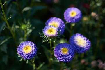 purple aster