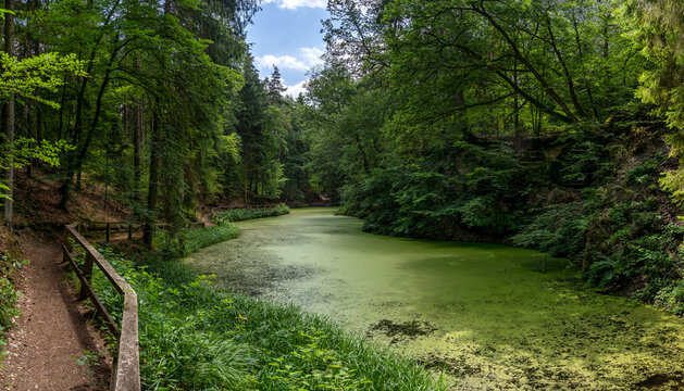 Idyllischer See im Wald bedeckt mit grünen Wasserlinsen - Märchensee in  Wendelsheim bei Rottenburg am Neckar, Deutschland
