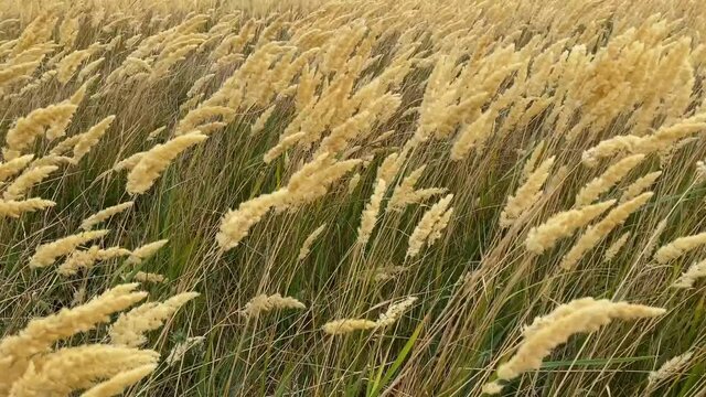 The reeds flutter in strong wind. Steppe grasses in an autumn overcast field bend under a hurricane. bad weather. Storm wind in Rostov region of Volgodonsk, Russia. Slow-motion video. Copy space