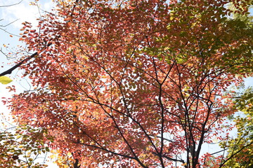 Kousa dogwood autummn leaves / Cornaceae deciduous tree