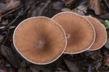 Clitocybe costata small mushroom of dark brown color on top and foot as well as cream-white in sheets on forest ground