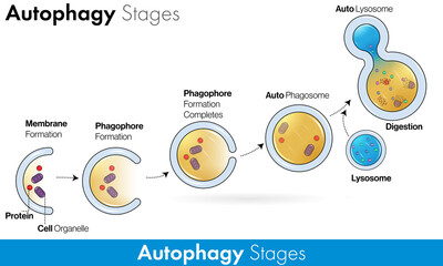 Stages of Autophagy with labelling vector in colorful concept  