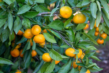 Close up of tangerine trees in the garden, selective focus