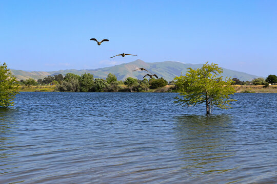 Birds Flying Over a Lake - Green Hills in the Background