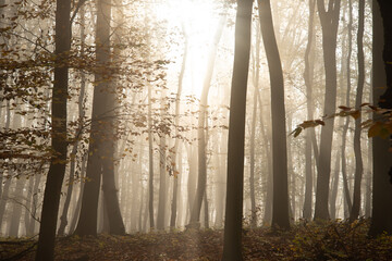 Misty forest in November morning