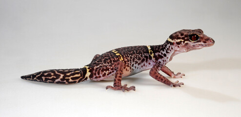 Chinese cave gecko //  Hainan-Krallengecko (Goniurosaurus hainanensis)