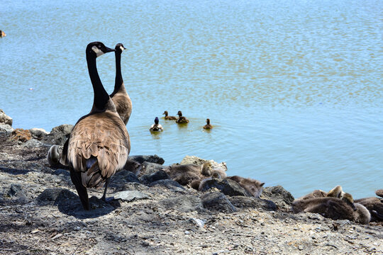 Geese Family - Two Geese Looking Out at the Lake With Babies Sleeping Near By