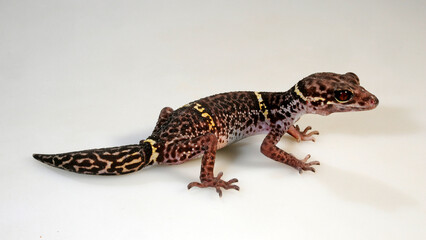  Hainan-Krallengecko // Chinese cave gecko (Goniurosaurus hainanensis)
