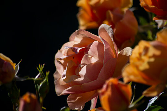 Closeup of Pink Flower - Flowery Background , Selective Focus on Flower
