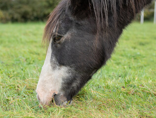 Naklejka na ściany i meble A horse grazing on the pasture close-up shot