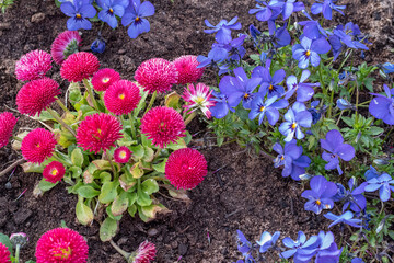 English Daisies Red and blue Pansies flowers in the flower pot