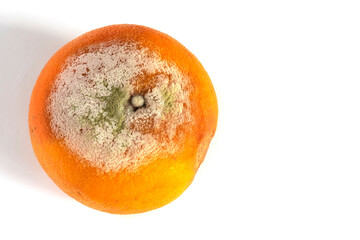 Spoilt grapefruit isolated on white background.