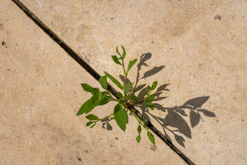 Young plant grow between big stone tiles