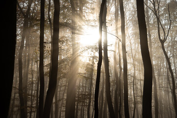 Obraz premium Misty forest in November morning