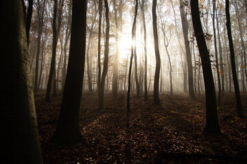 Naklejka premium Misty forest in November morning