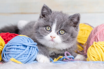 British bicolor kitten, grey and white cute cat
