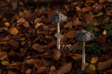 autumn forest mushrooms in November