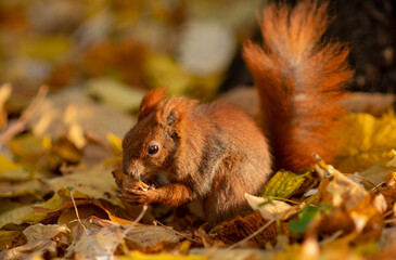 A squirrel sits on fallen leaves and eats a walnut. Close-up portrait