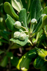 green berries of a tree