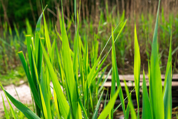 Large stalks of grass in the sunlight in the village near the stream