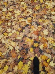 fondo de hojas secas en otoño