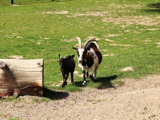 Opelzoo