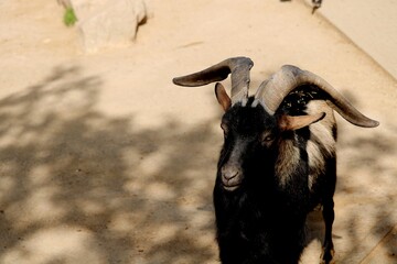 Opelzoo