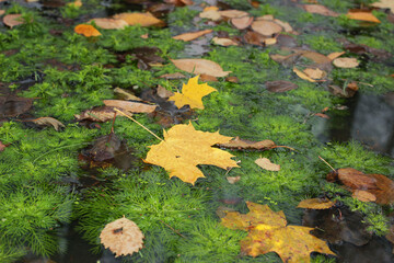 Yellow autumn foliage in the water in the city park.