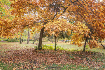 Fototapeta na wymiar Beautiful, sunny autumn in the park