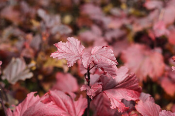 Burgundy bush foliage in the park.