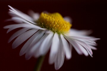 Bellis perennis © ramona georgescu
