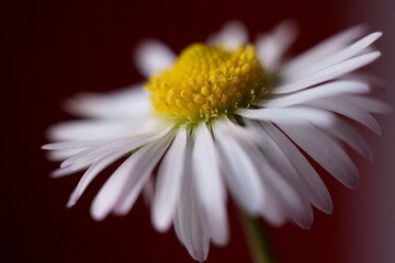 Bellis perennis © ramona georgescu
