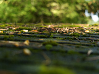 A closer look while autumn at moos into nature in jena