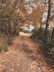 Obraz premium path in autumn forest