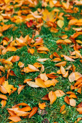 Yellow autumn leaves on green grass