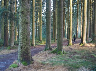 Waldluft - alleine unterwegs im urigen Fichtenwald